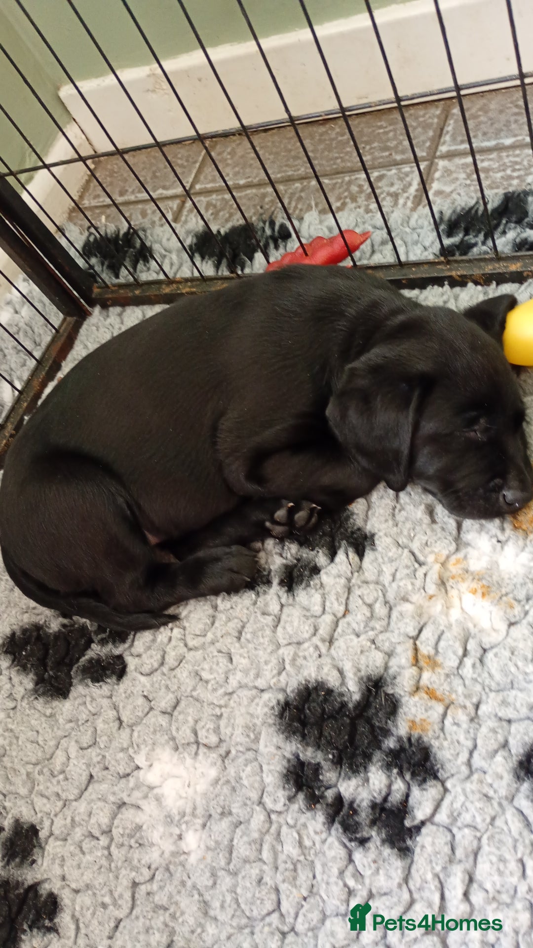 Labrador Retriever dogs for sale: Labrador puppies looking for their forever home. - Image 1