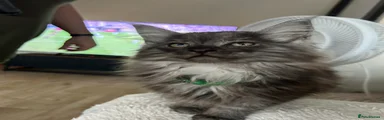 Maine Coon 2 Thor Green Male