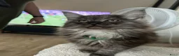 Maine Coon cats for sale: Mainecoon Kittens - Advert 23
