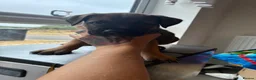 Mixed Breed dogs for sale: Puppies  in Battle - Advert 15