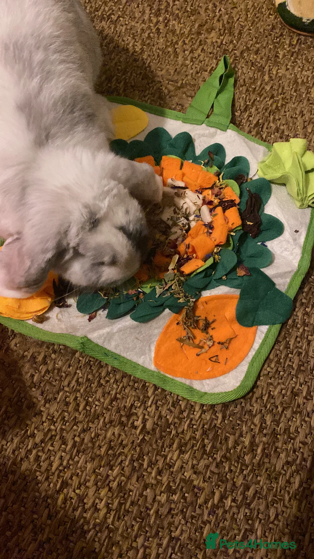 Mini Lop rabbits for sale: Adorable free roam indoor female rabbit - Advert 6