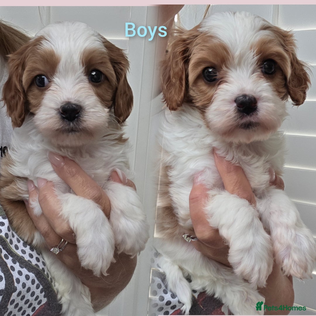 Cavapoo dogs for sale: Blenhiem cavapoo puppies  - Image 5