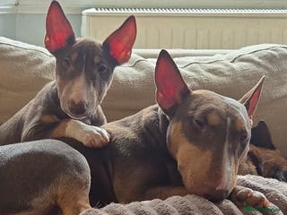 Miniature Bull terrier dogs 🐾 Exclusive Miniature Bull Terrier Puppies🐾 - Advert 9