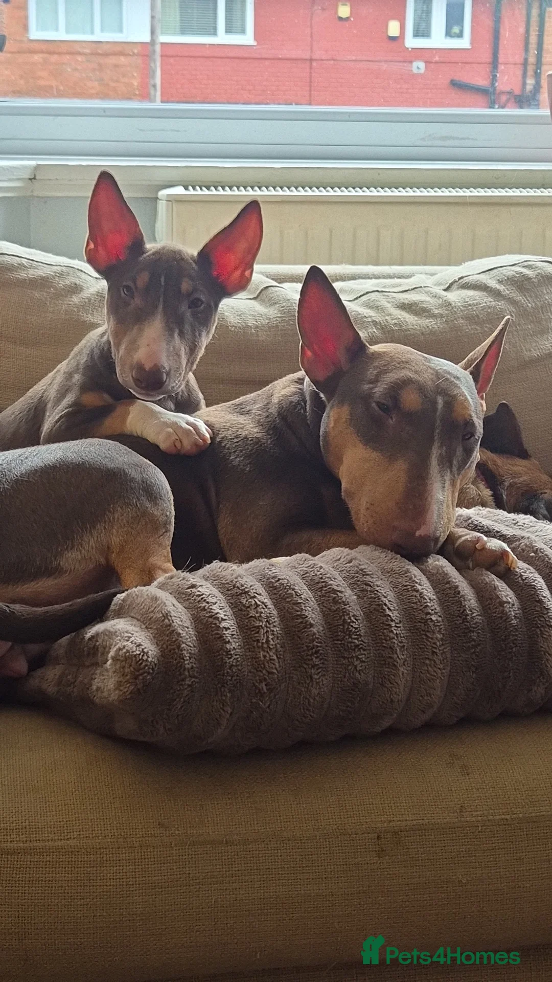 Miniature Bull terrier dogs for sale: REDUCED Exclusive Miniature Bull Terrier Pups  - Advert 3