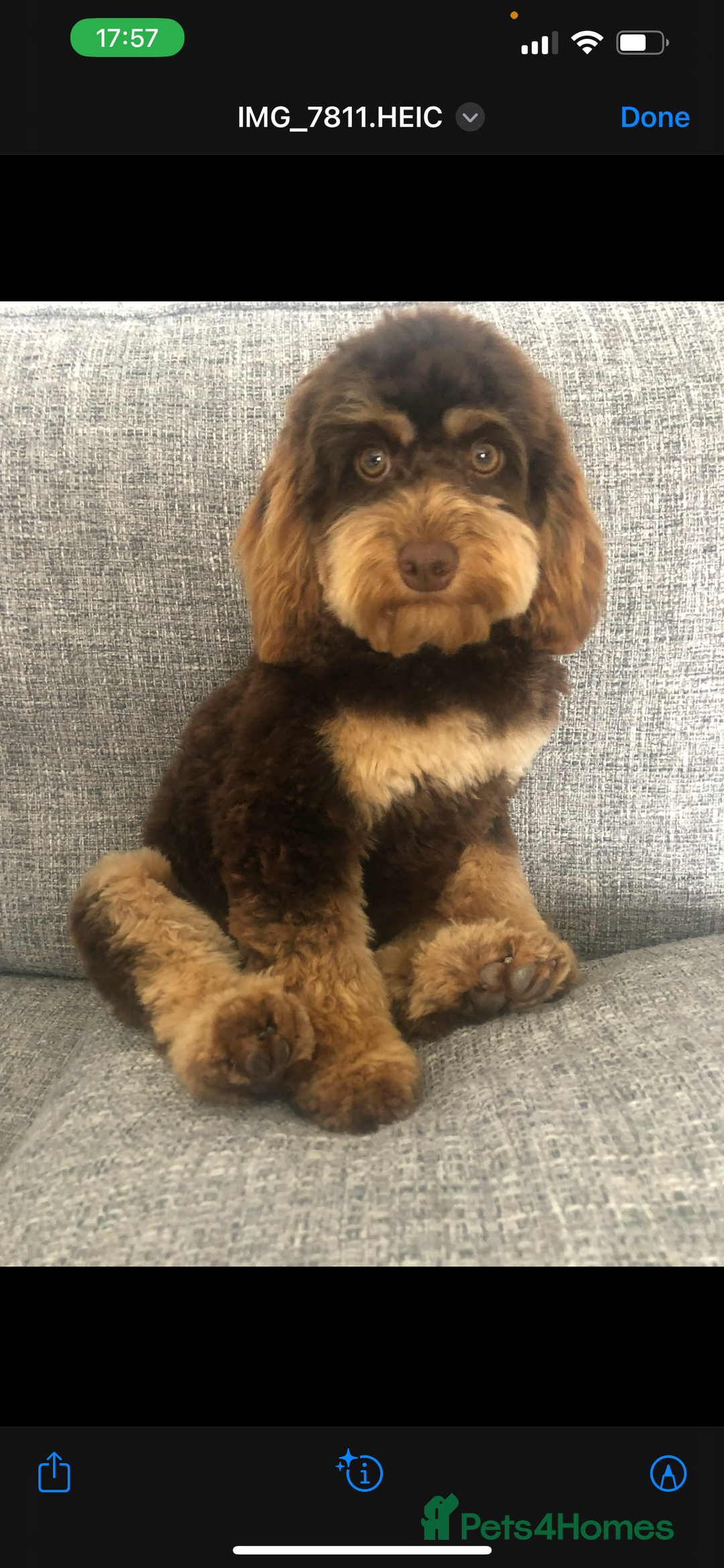 Cockapoo dogs for sale: ** Stunning, healthy, boys ** - Advert 1
