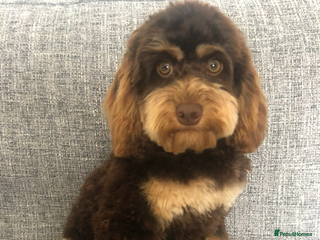 Cockapoo dogs ** Stunning, healthy, boys ** - Advert 1