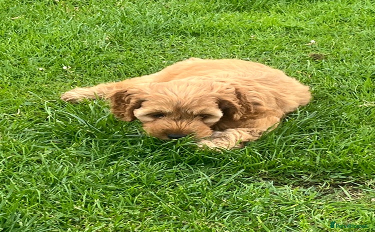 Cockapoo dogs - Advert 14