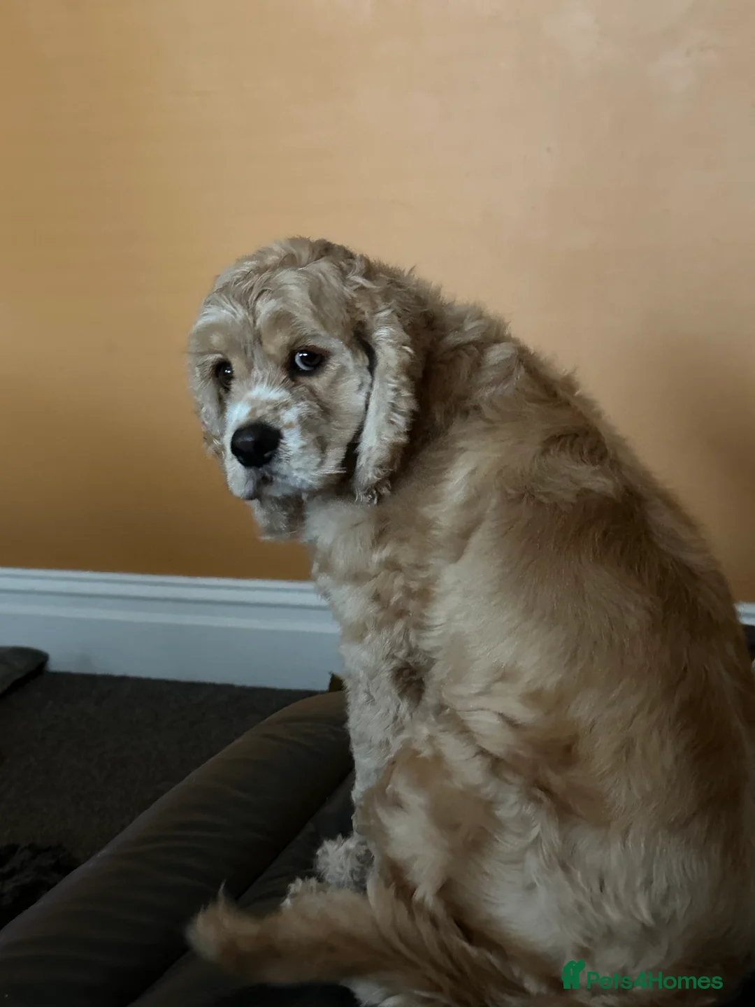 American Cocker Spaniel dogs for sale: American cocker spaniel for rehoming  - Advert 2