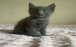 Ragdoll cats for sale: Ragdoll X Maine Coon Kittens  - Image 6
