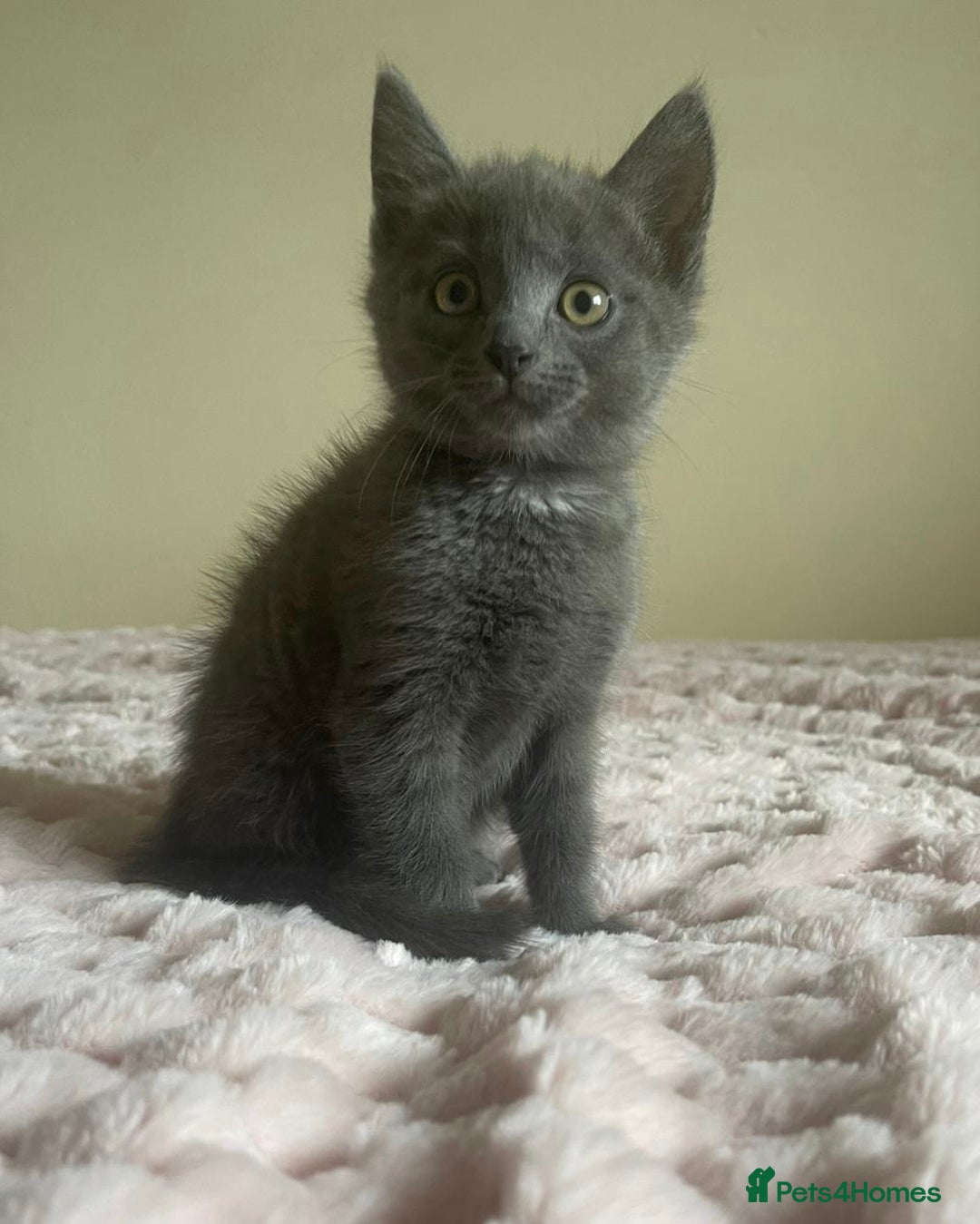Ragdoll cats for sale: Ragdoll X Maine Coon Kittens  - Image 6