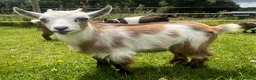 Goats livestock for sale: Pygmy goat kids available (pairs only )  - Advert 8