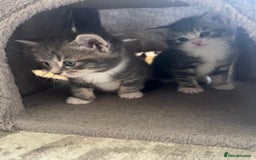 Bengal cats for sale: Bengal cross kittens one grey boy one brown girl - Image 19