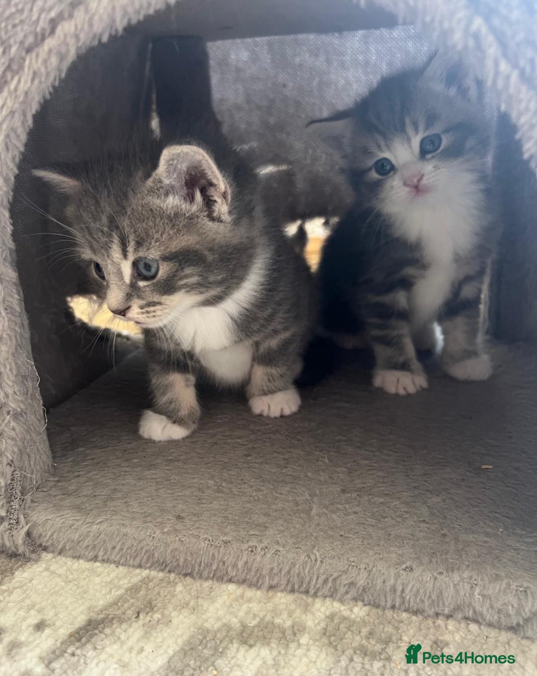 Bengal cats for sale: Bengal cross kittens one grey boy one brown girl - Image 19