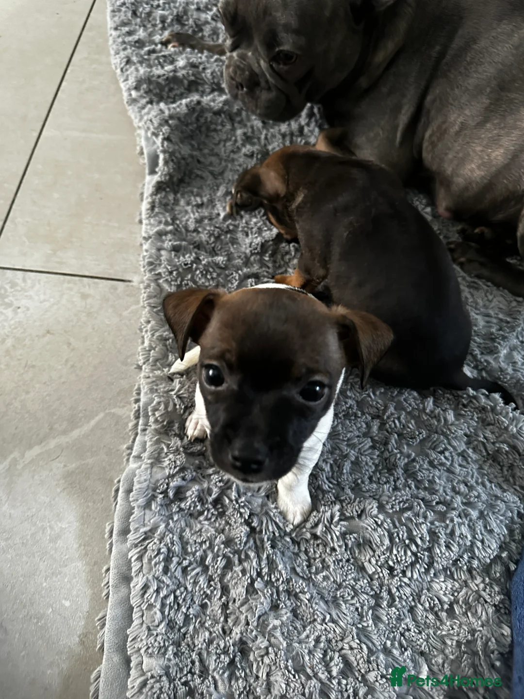 Mixed Breed dogs for sale: French Jacks x 5 - Advert 16
