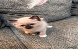 Ragdoll cats for sale: 6 Ragdoll kittens - Advert 9