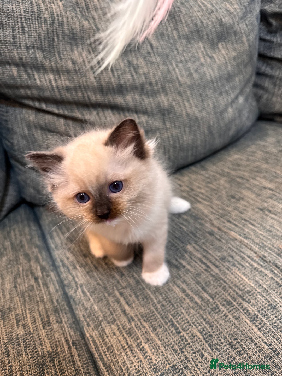 Ragdoll cats for sale: 6 Ragdoll kittens - Advert 9