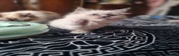 Ragdoll cats for sale: Ragdoll - Advert 12