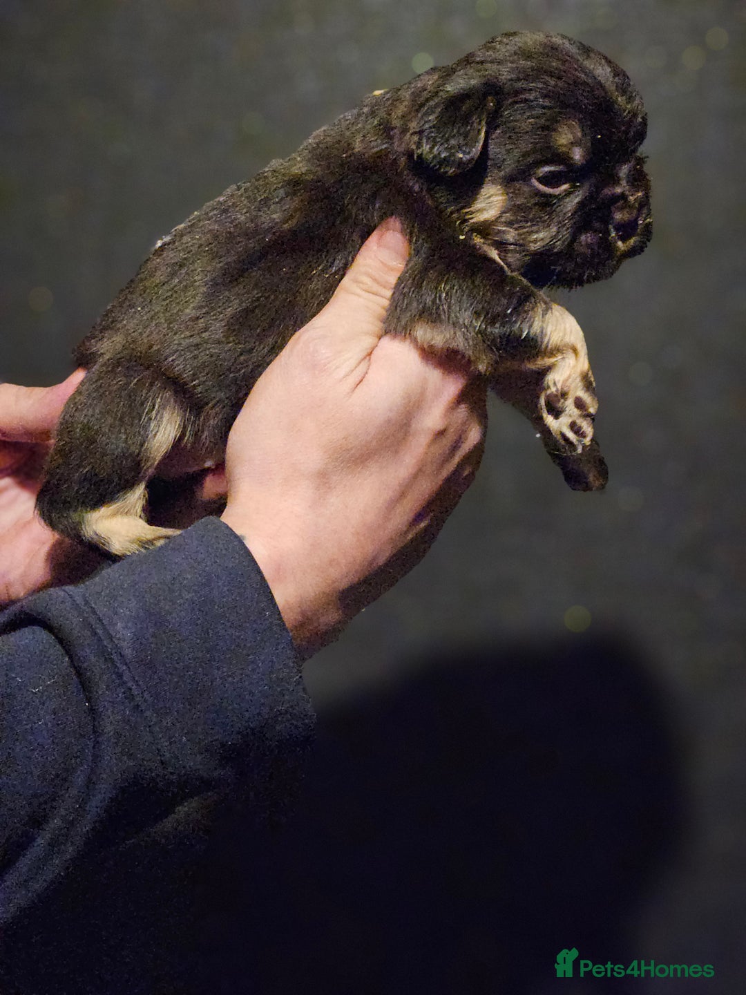 French Bulldog dogs for sale: Fluffy french bulldogs  - Advert 16