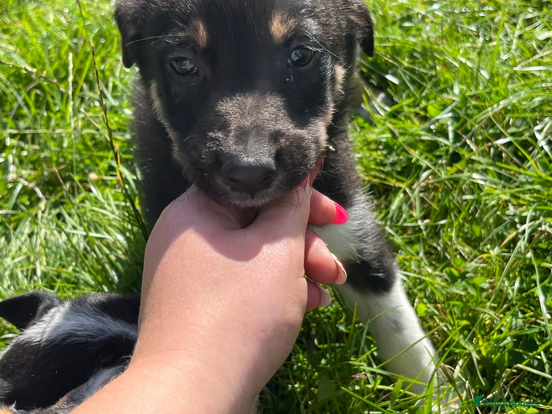 Border Collie dogs for sale: 4 border collie males looking for forever homes  - Image 21