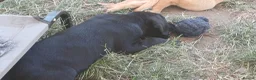 Labrador Retriever dogs for sale: KC REGISTERED BLACK LABRADOR PUPS FOR SALE - Advert 4