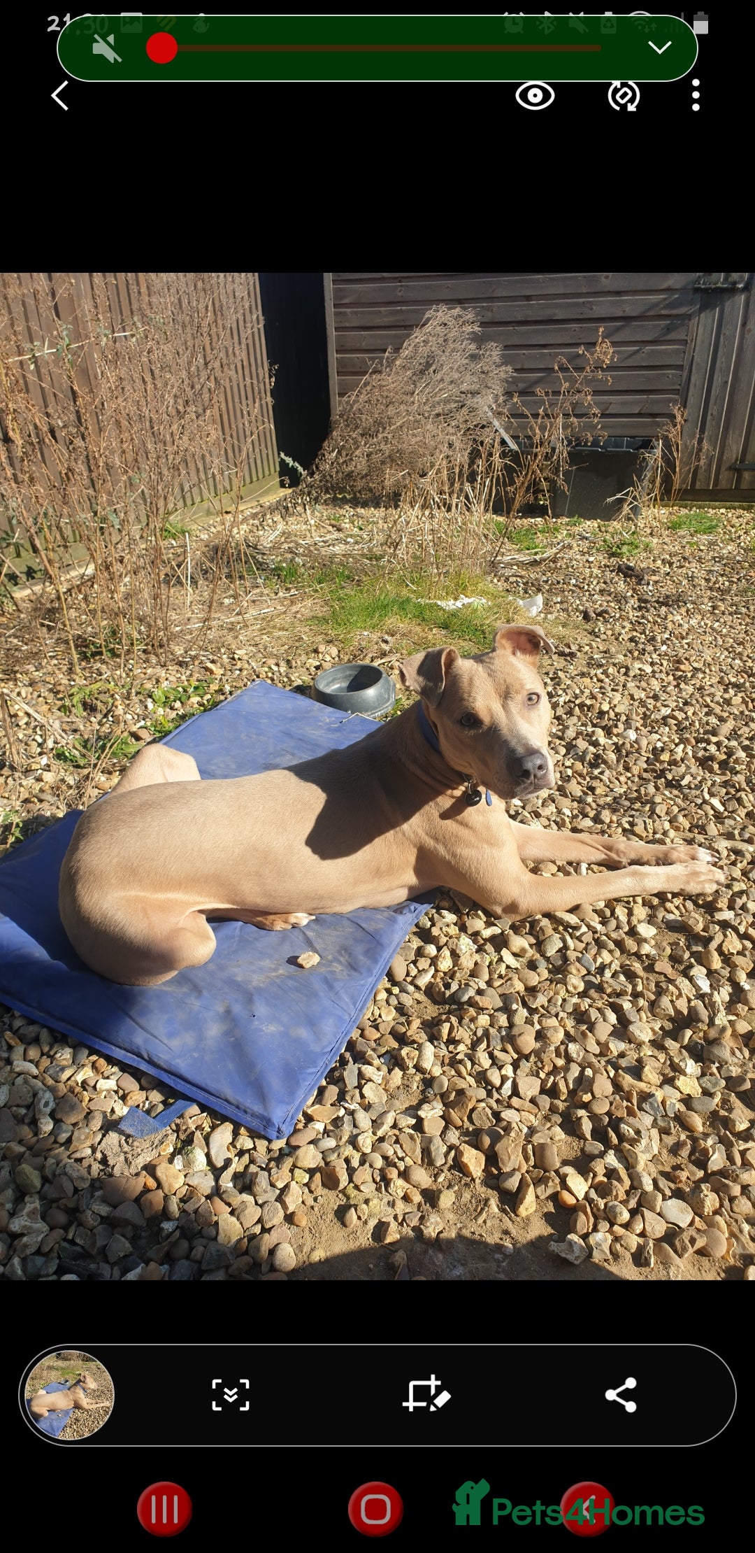 Mixed Breed dogs Please Take Care of My Dog (foster/temporary)  - Advert 5