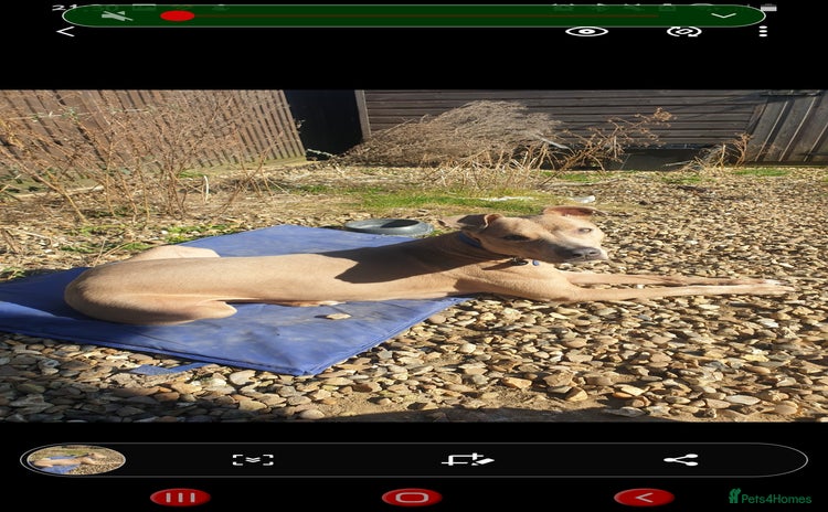 Mixed Breed dogs - Advert 6