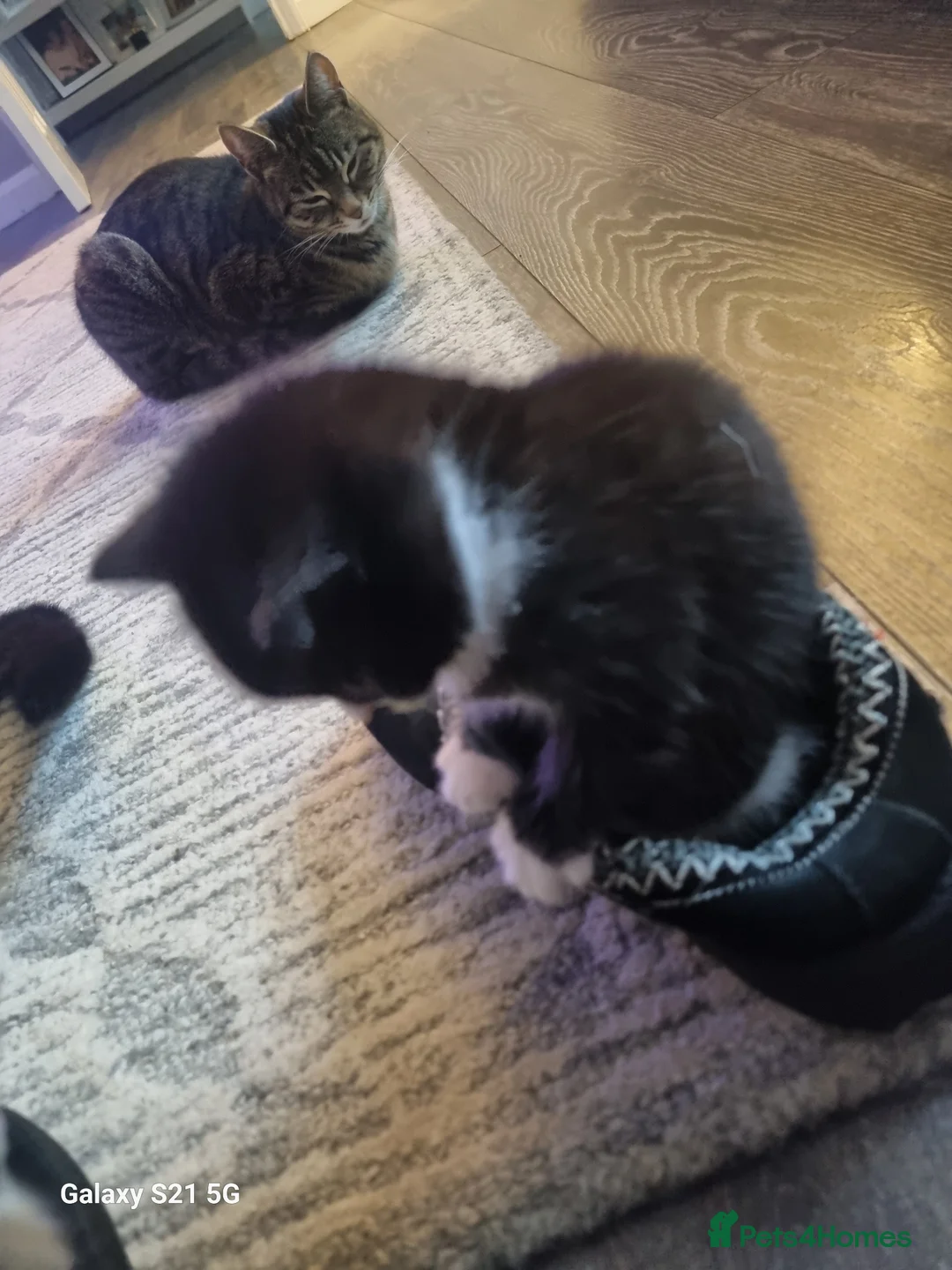 Domestic Shorthair cats for sale: one tabby and one black and white kittens - Advert 8
