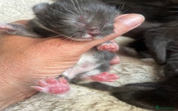 Domestic Shorthair cats for sale: Beautiful kittens  - Image 10