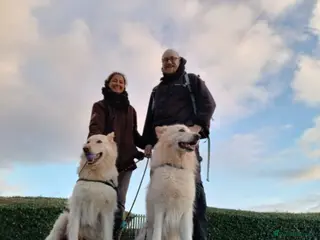 Mixed Breed dogs White Shepherd Puppies in Swansea - Advert 1