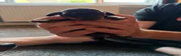 Miniature Dachshund dogs for sale: Mini Dachshund short haired  - Advert 3