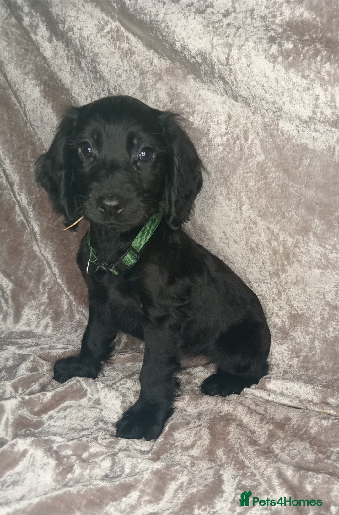 Cocker Spaniel dogs for sale: 3 beautiful cocker spaniel puppies ready now  - Image 4