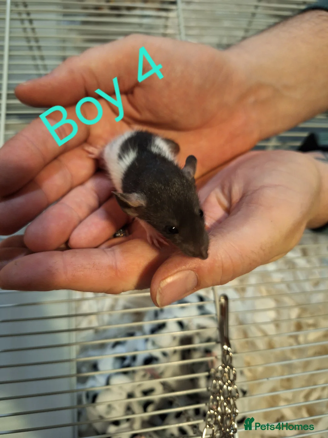 Rat rodents for sale: Baby Dumbo rats male and female  - Advert 7
