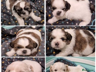 Shih Tzu dogs Meet Our Gorgeous Shih Tzu Puppies! - Advert 4