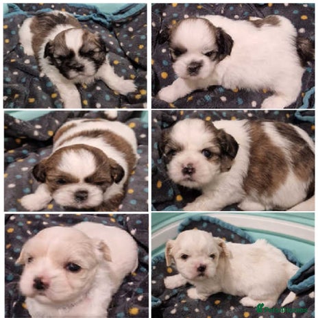 Shih Tzu dogs Meet Our Gorgeous Shih Tzu Puppies! - Advert 11