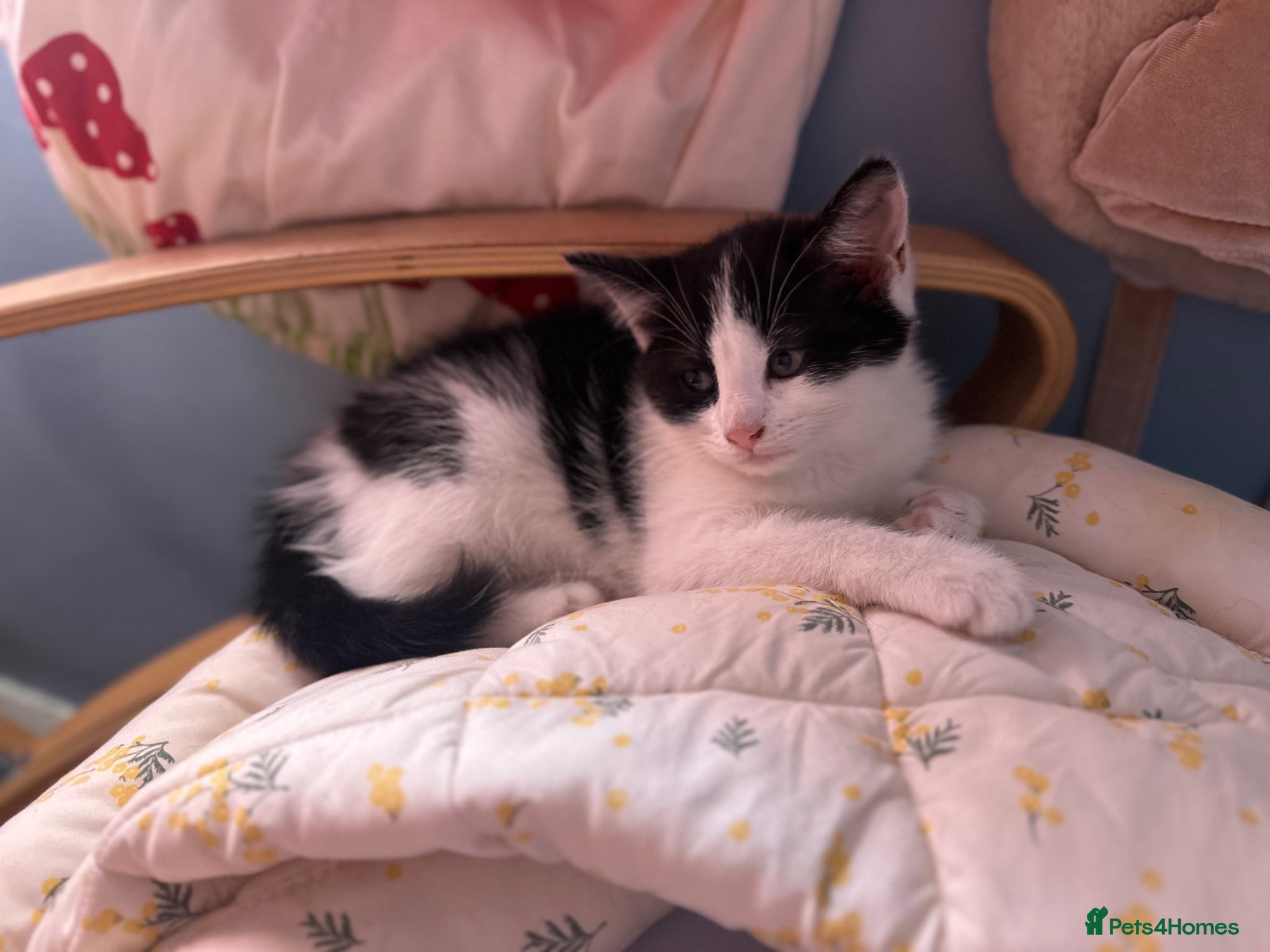 Mixed Breed cats for sale: Ready too leave beautiful kittens 2 temaining - Advert 2