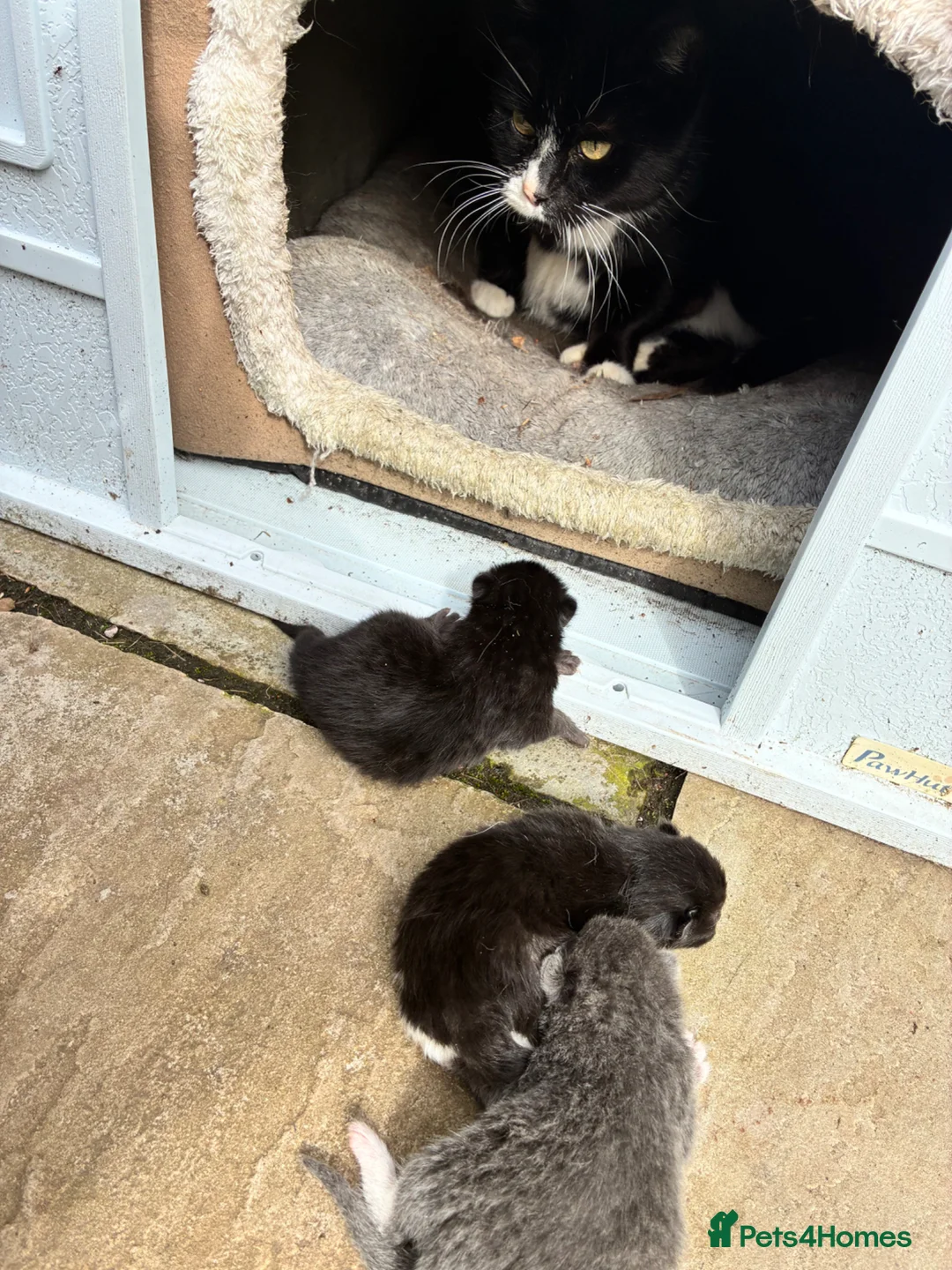 Mixed Breed cats for sale: 3 beautiful kittens for sale  - Advert 2