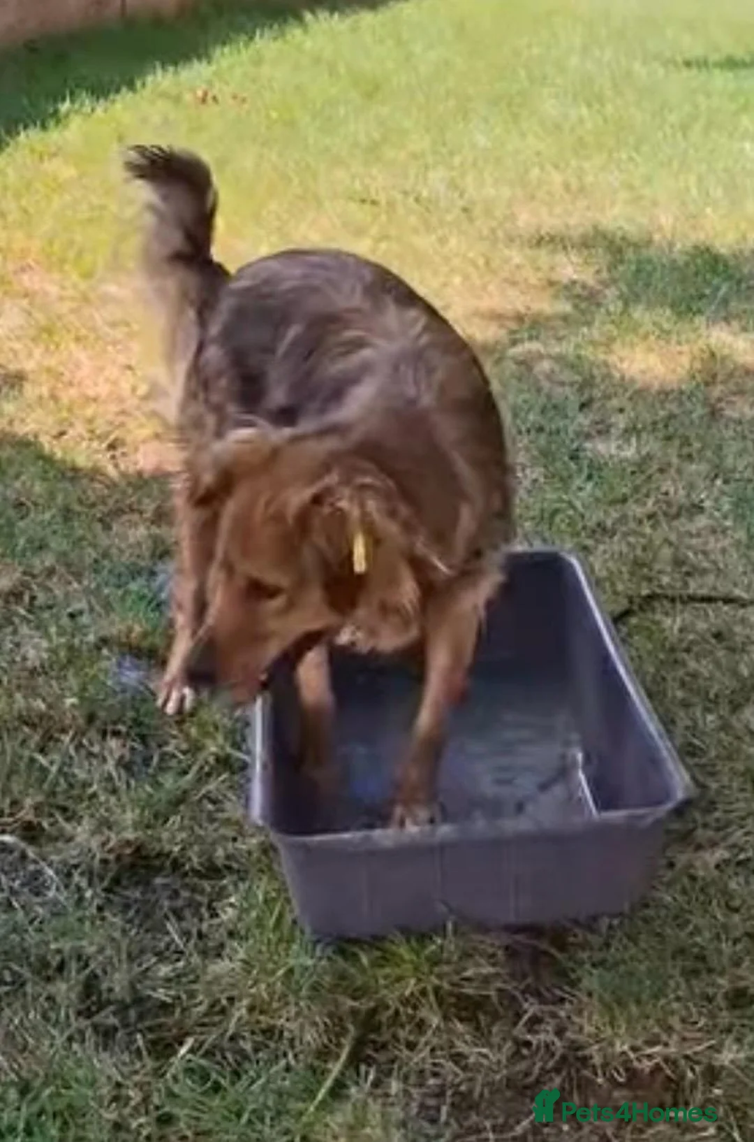 Mixed Breed dogs for adoption: Bonnet, 4 yrs approx. Reserved/adopted stc. - Advert 2