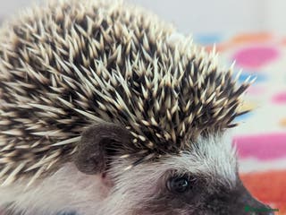 Pygmy Hedgehog rodents Beautiful Female Hoglet /Ready to leave Now!!! - Advert 7