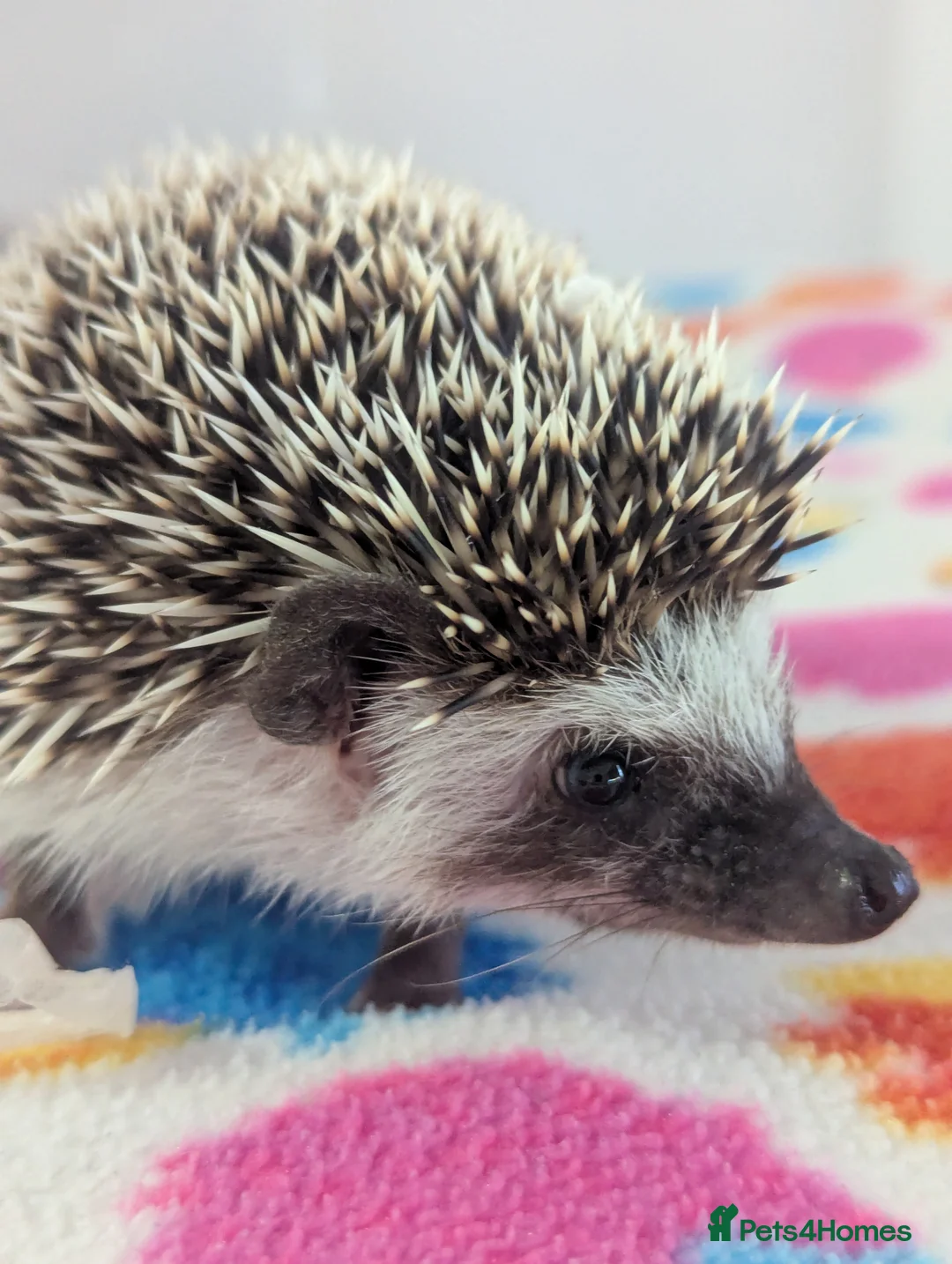 Pygmy Hedgehog rodents for sale: Beautiful Female Hoglet /Ready Now/Reduced!! - Advert 4