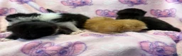 Mixed Breed cats for sale: Frankie’s Kittens Ready 20th August - Advert 36