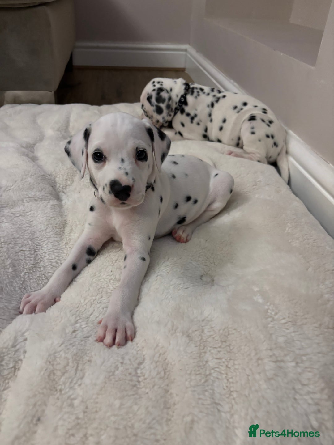 Dalmatian dogs for sale: Dalmatian puppies - Advert 3