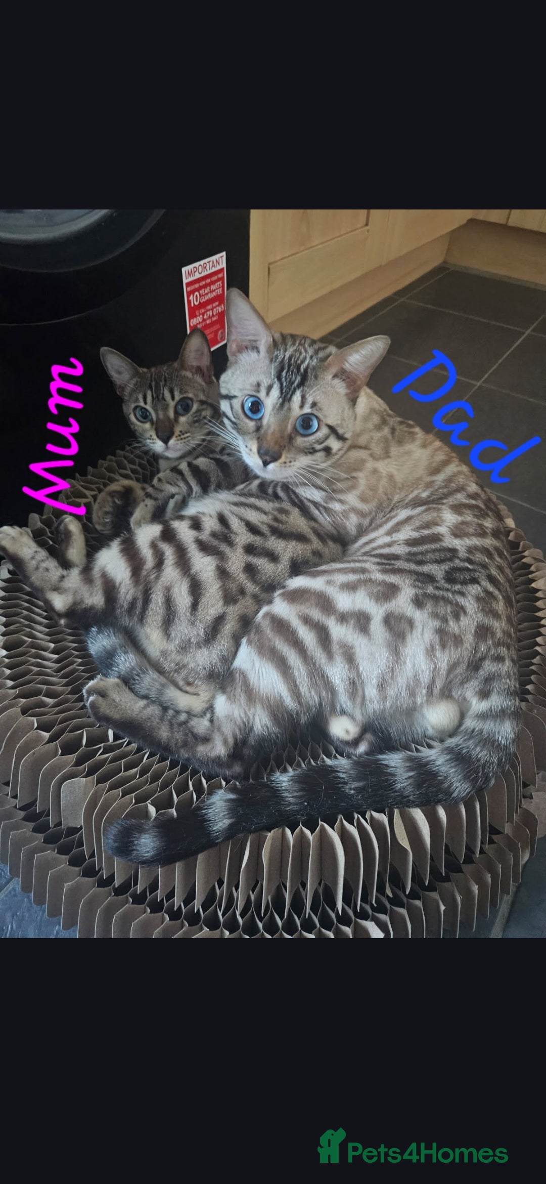 Bengal cats for sale: Bengal kittens ready Jan 30th - Advert 11
