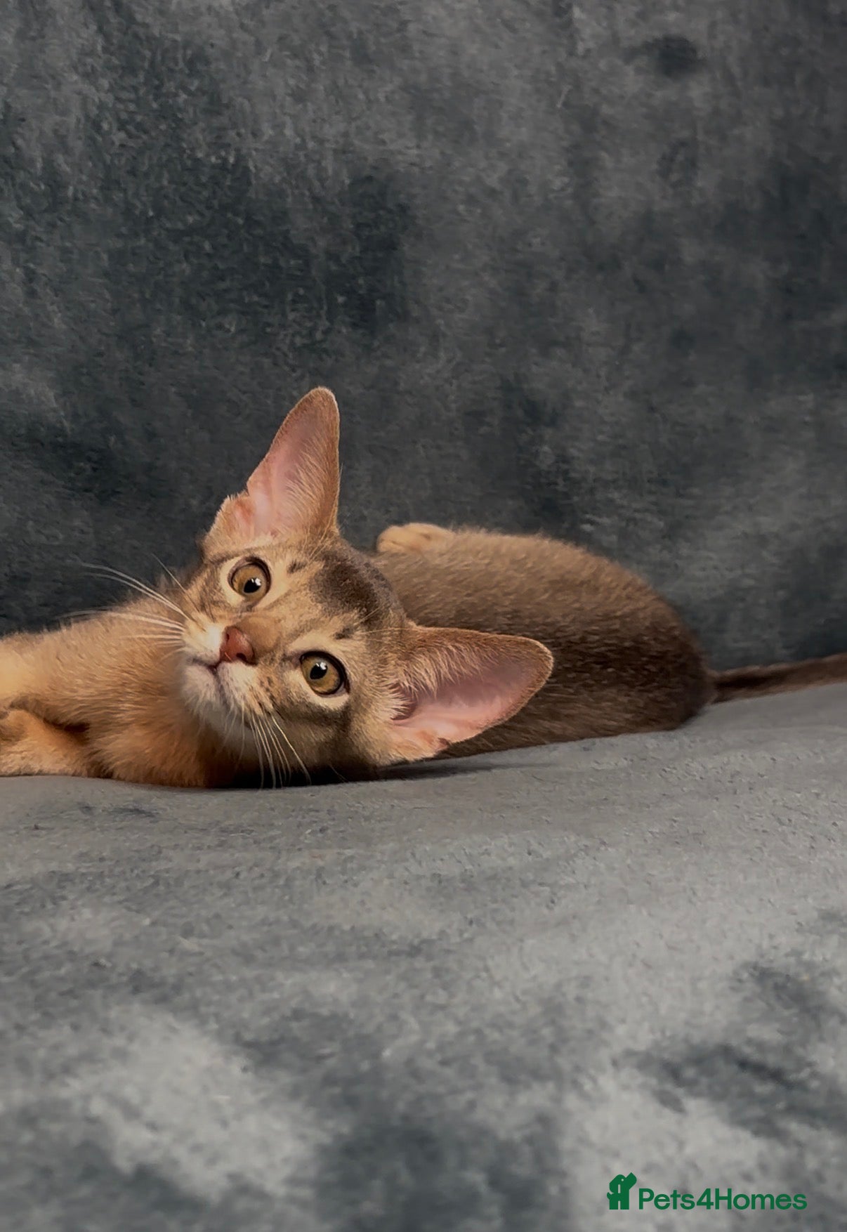 Abyssinian cats 💙 One Blue Male Abyssinian Kittens left 💙 - Advert 1