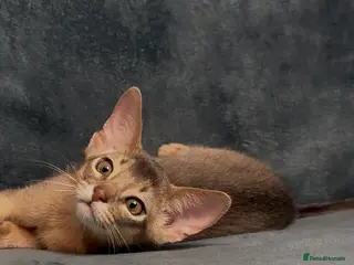 Abyssinian cats 💙 One Blue Male Abyssinian Kittens left 💙 - Advert 1