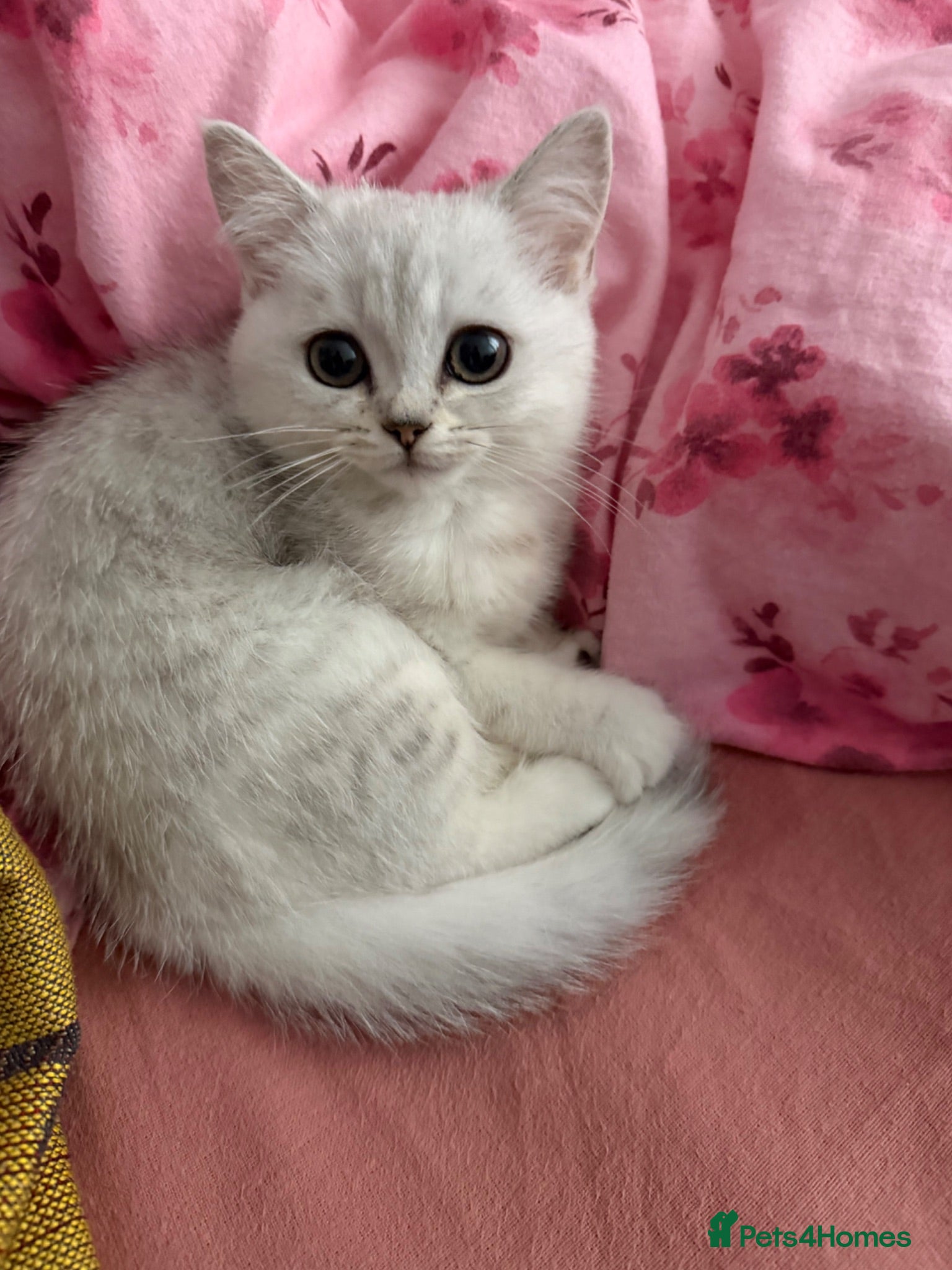 Mixed Breed cats Persian cross BSH - Advert 2