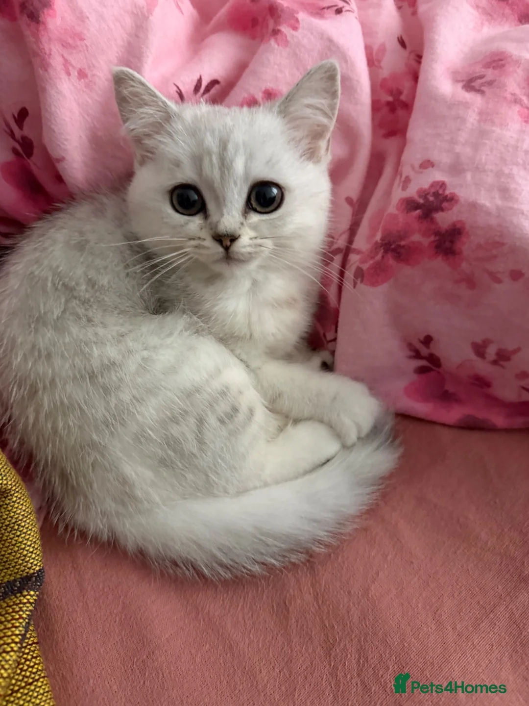 Mixed Breed cats for sale: Persian cross BSH - Advert 1