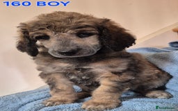 Standard Poodle dogs for sale: KC reg Brown Parti & phantom Standard Poodle pups - Image 11