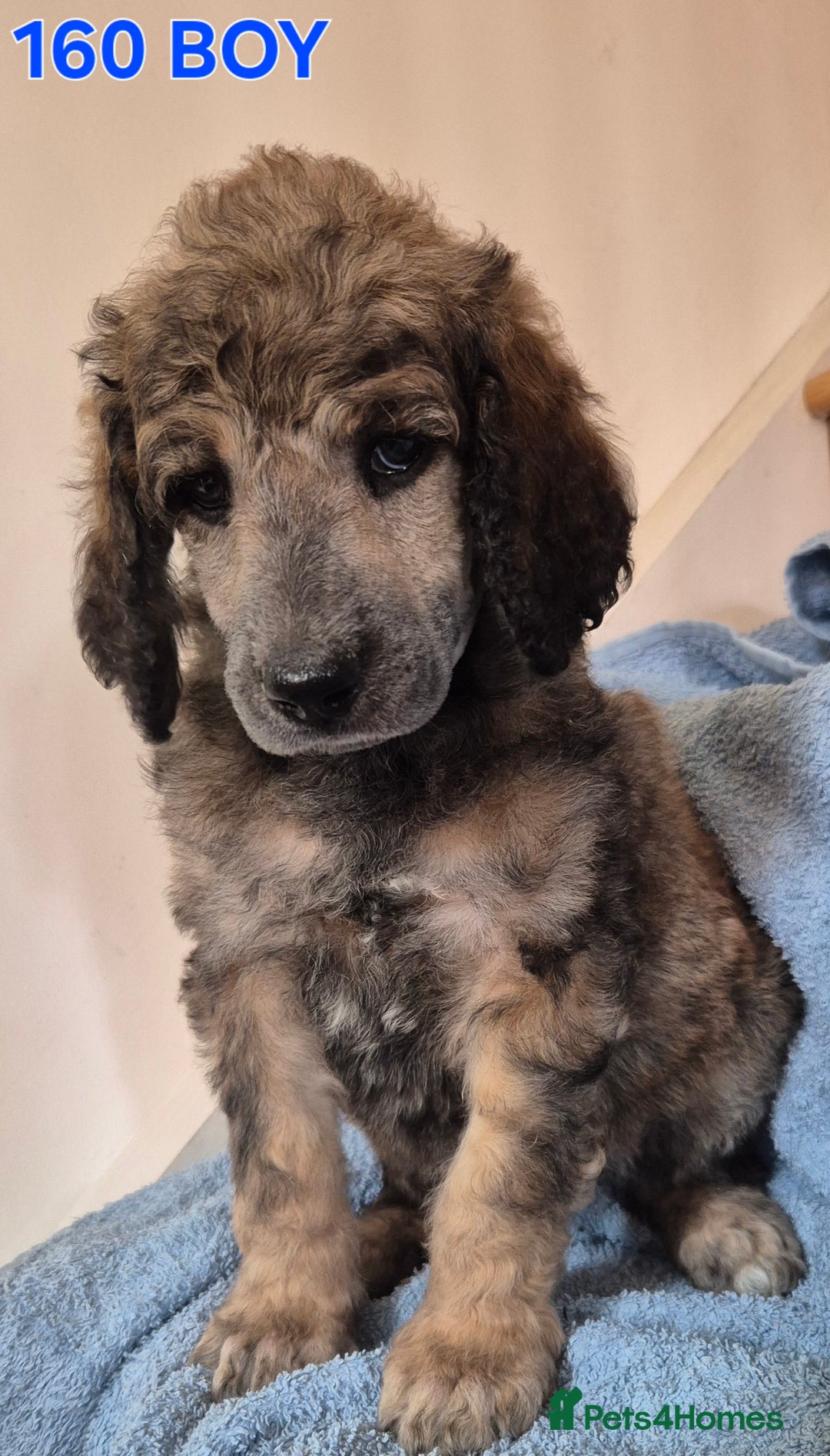 Standard Poodle dogs for sale: KC reg Brown Parti & phantom Standard Poodle pups - Image 11