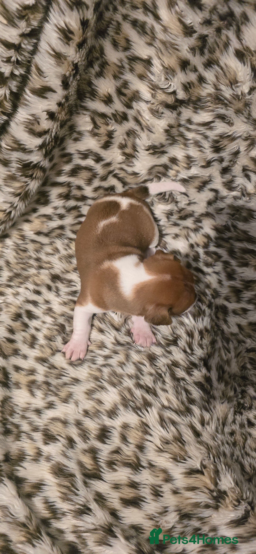 Jack Russell dogs for sale: Miniature jackrussel  - Advert 3