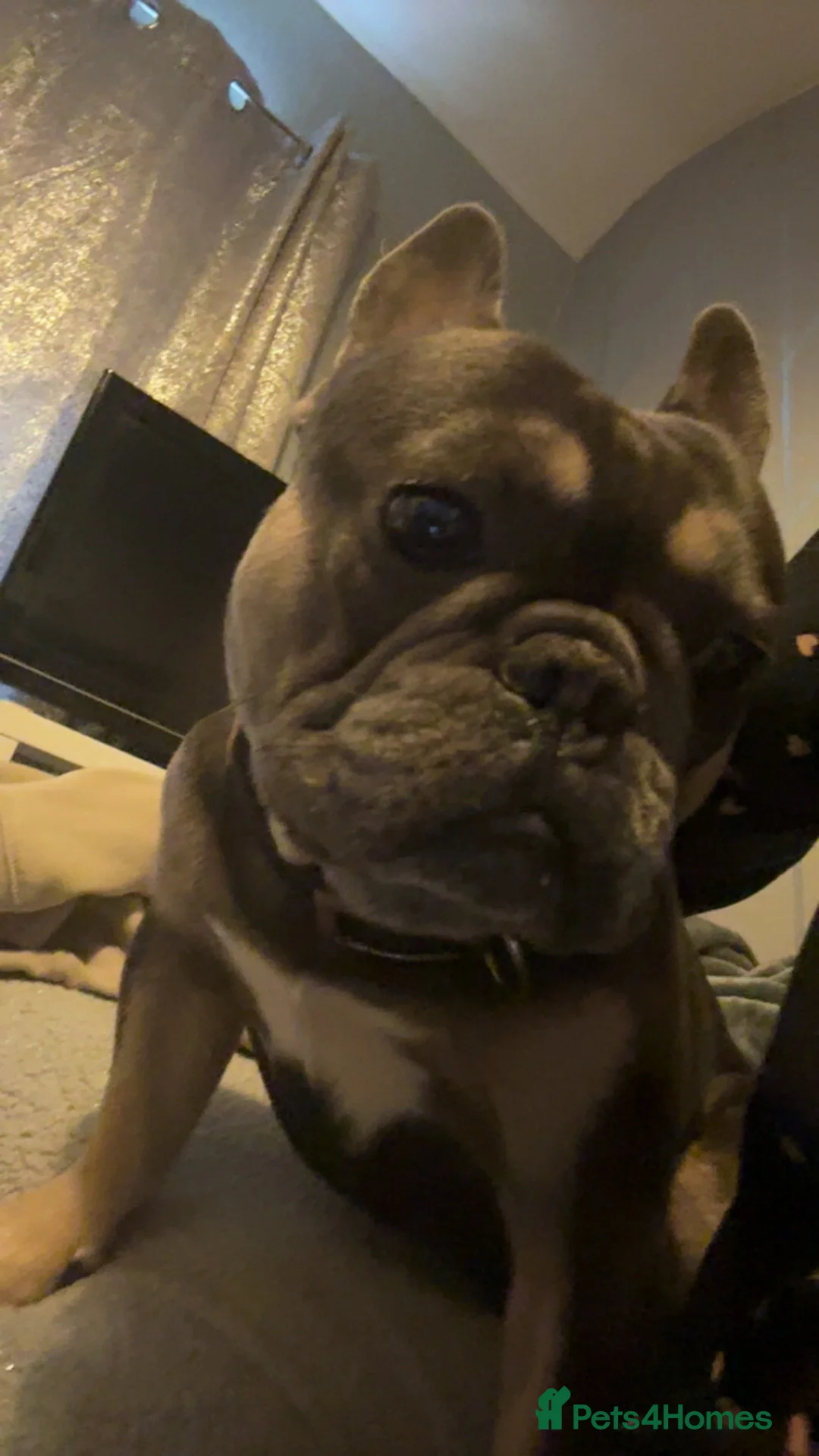 French Bulldog dogs for stud: Little boy proven stud - Advert 1